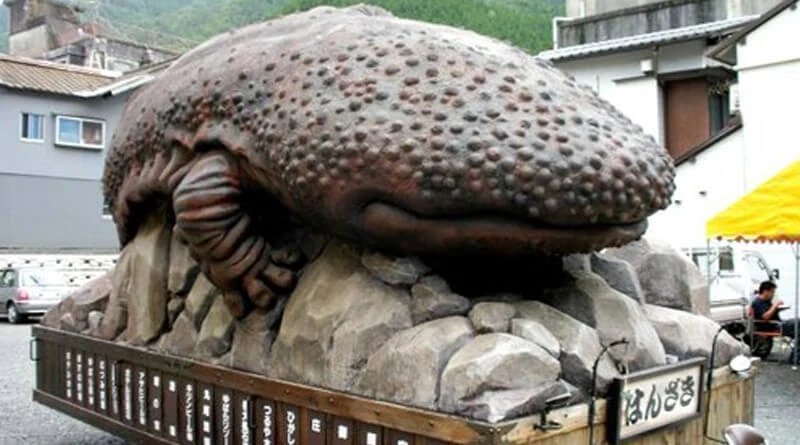 🦎 일본왕도롱뇽 센터(한자키 센터) 이미지 6